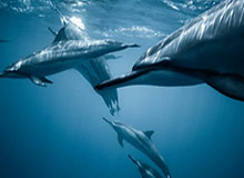 WTT总决赛 王曼昱4-2张本美和晋级女单八强